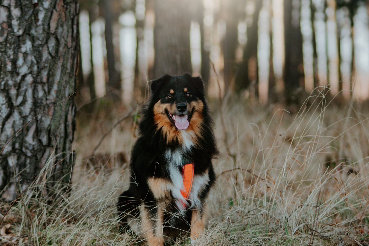 ᴊᴀᴄᴋ ᴛʜᴇ ᴀᴜssɪᴇ tweet media