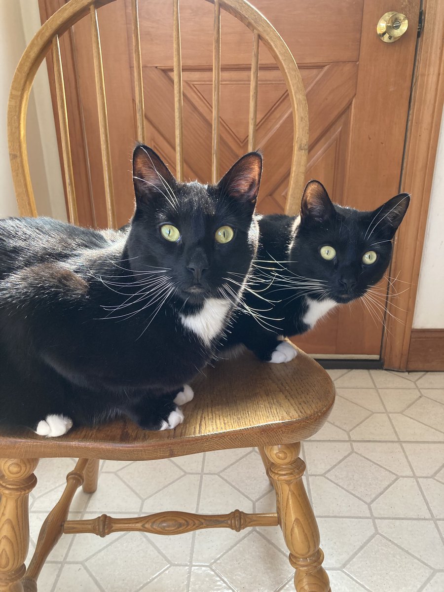 in other news my cats are the cutest no this is not up for debate