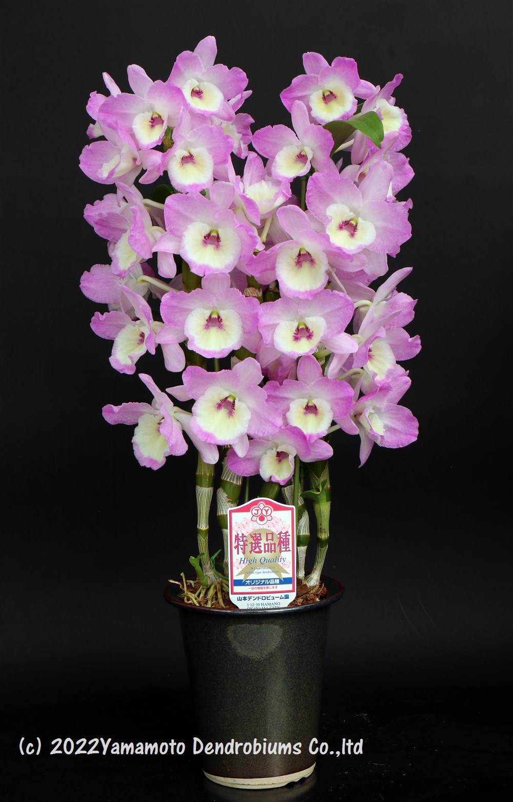 Yamamoto Dendrobiums Ydendrobium Twitter