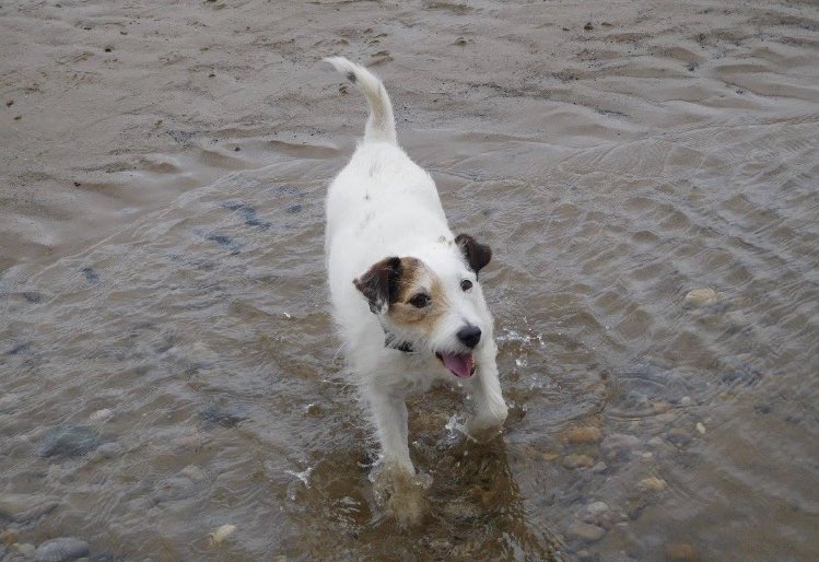 AdsDogCharlie's tweet photo. Morning Twitter Pals, how are you this morning. 

Thank you for all the joyous #TwitterFur Tweets, they do make the world a better place. 

We have more dance training this pm, eek only 2 weeks till our #Strictly final. 

Here is your #DailyDoseOfCharlie - what a happy chappy! https://t.co/LP9IwXqdKZ