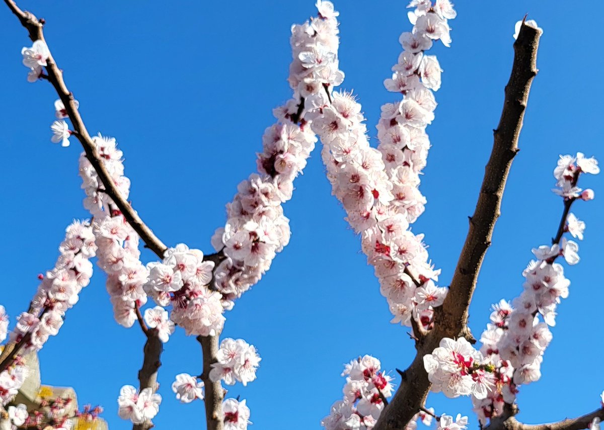 𝗡𝗶𝗰𝗼𝗹𝗮𝘀 𝗣𝗮𝗼𝗹𝗶 tweet media