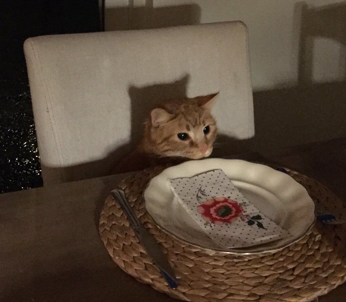 UlfJohanHard's tweet photo. @rickygervais Where is the food? https://t.co/XSelgqbnsR