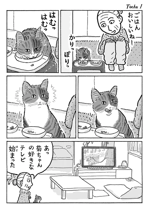 2ページ猫漫画「ごはんの途中」 #猫の菊ちゃん 