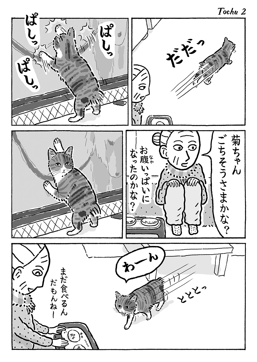 2ページ猫漫画「ごはんの途中」 #猫の菊ちゃん 