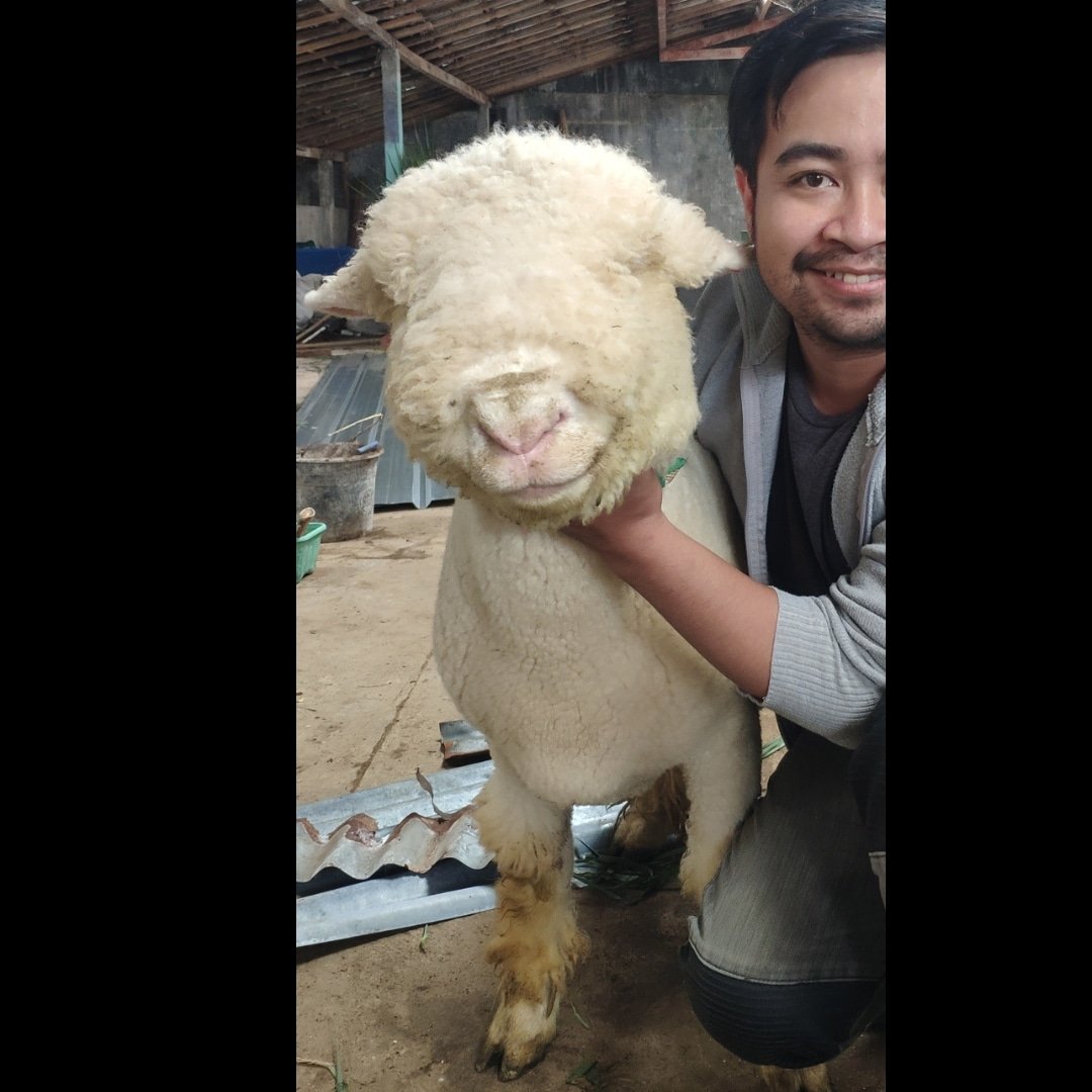 Namanya adalah Komar, berat 80kg+ #dombamerino