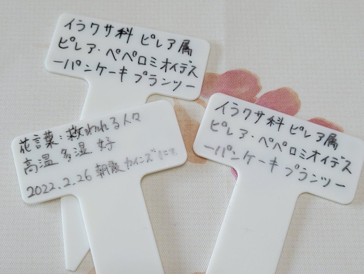 ピレア ペペロミオイデス Twitter Search Twitter
