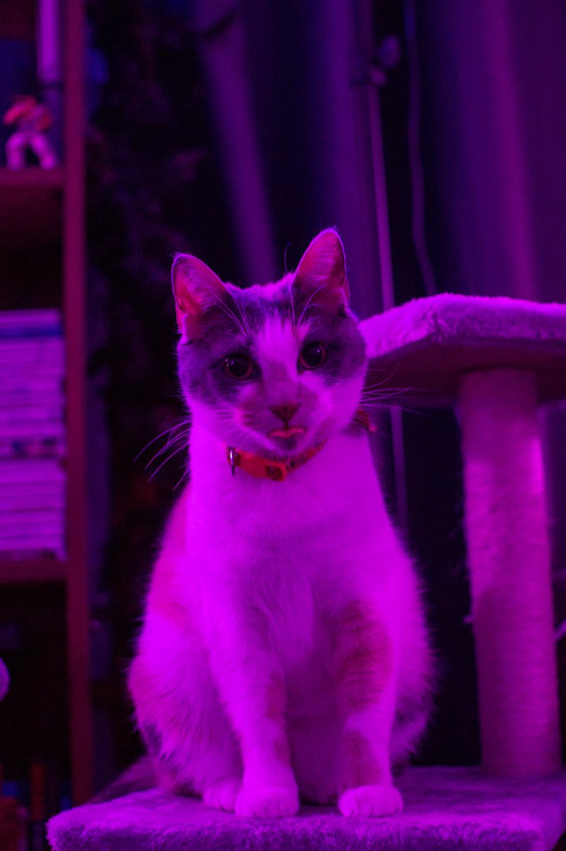 Leticia182097's tweet image. Patches and her little tongue. 😹🐾👅

💜  Grateful for your company during late homework nights. 🤍  

#stressedcollegestudent  #nikon 
#graphicdesignstudent #photographer 
#calicocat #libertyuniversityonline