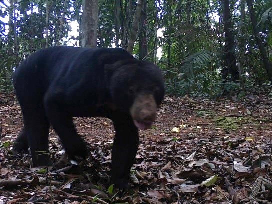 OrangutanTOP's tweet photo. Today is #WorldBearDay,  a day dedicated to the rescue and protection of the #bears around the world. We know that when we #SaveTheForest, all species are protected, like this beautiful #SunBear, photographed by a #CameraTrap in the #SumatranRainforest.
#TheOrangutanProject #TOP https://t.co/z4EcI6JT1E