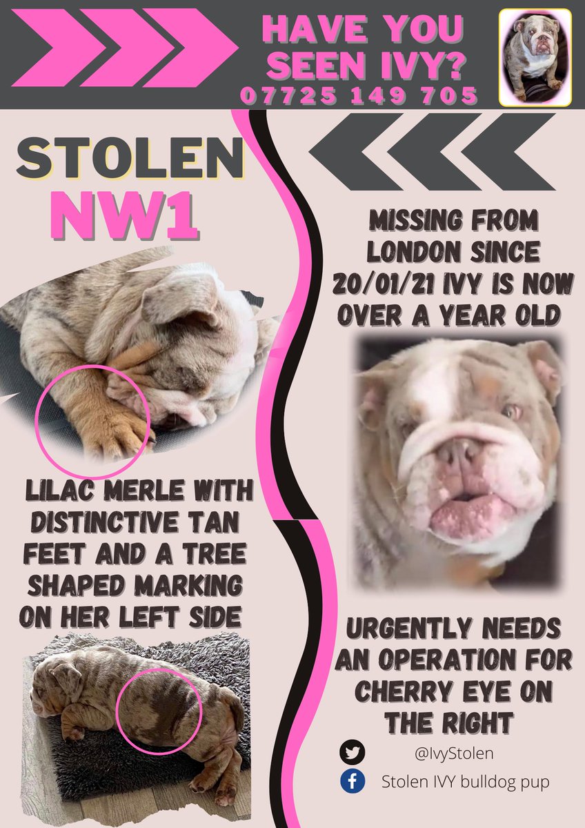 💫💕So much pain and fear in the world this week, we know it’s a big ask to keep sharing and looking but please do what you can x💕💫 #dogsoftwitter #Dog #AdoptDontShop #pets #dogs #Missing #SundayMorning #SundayThoughts #SundayMotivation #morning #weekend #Heartbreaking #sad
