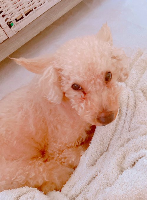 耳の毛、シャッキーン‼️なイッヌ💜 https://t.co/QJHgWHL5ba