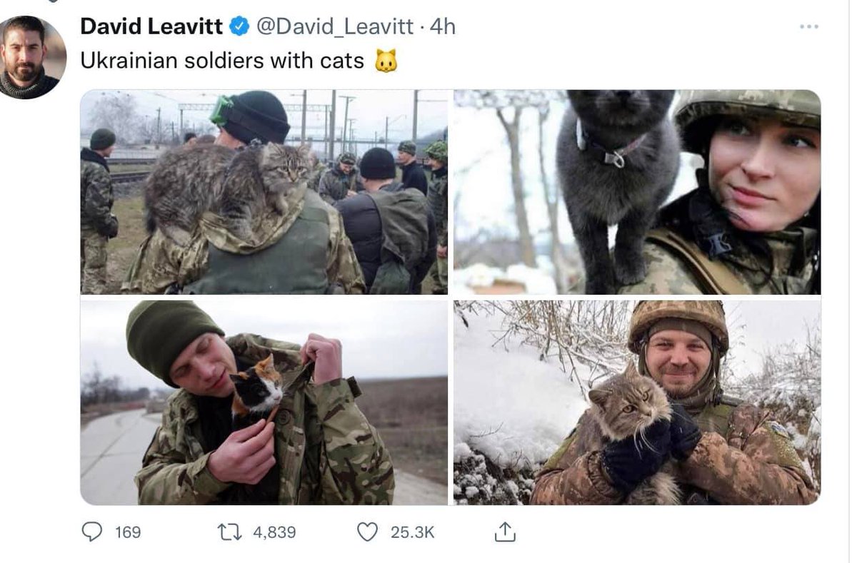 CatRights's tweet image. 