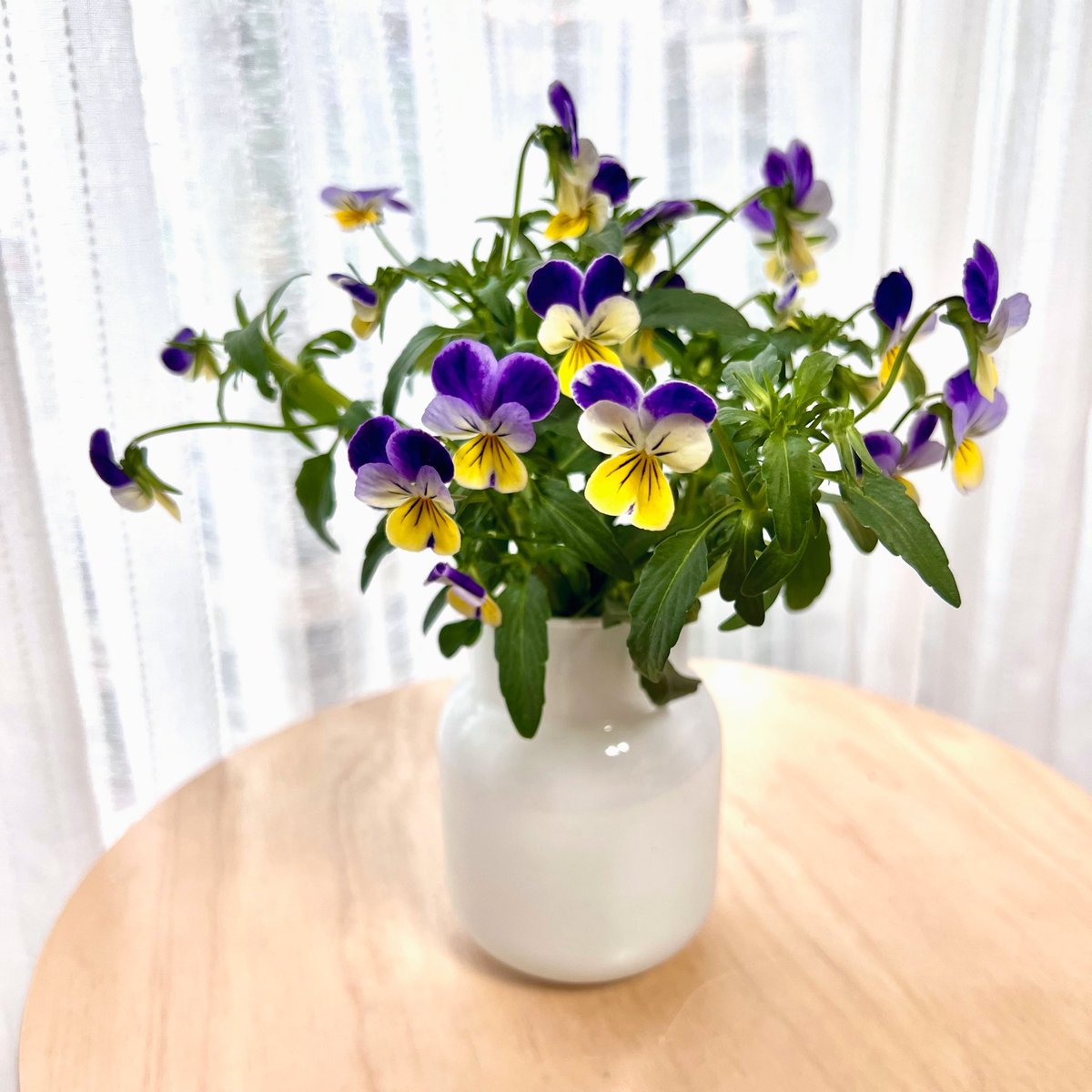 삼색제비꽃은 팬지비올라치고 줄기가 길어서 잘라서 꽂아놓기 좋아 💐