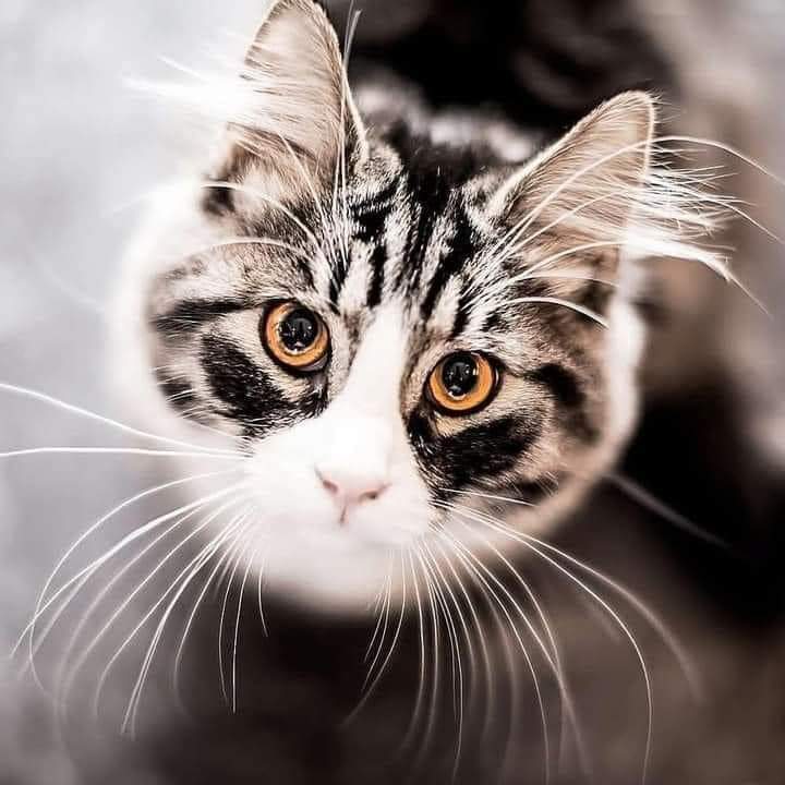 I hope that all people will be blessed on the day they are born today.

#PeaceForTheWorld
#Blessings
#CatsOfTwitter