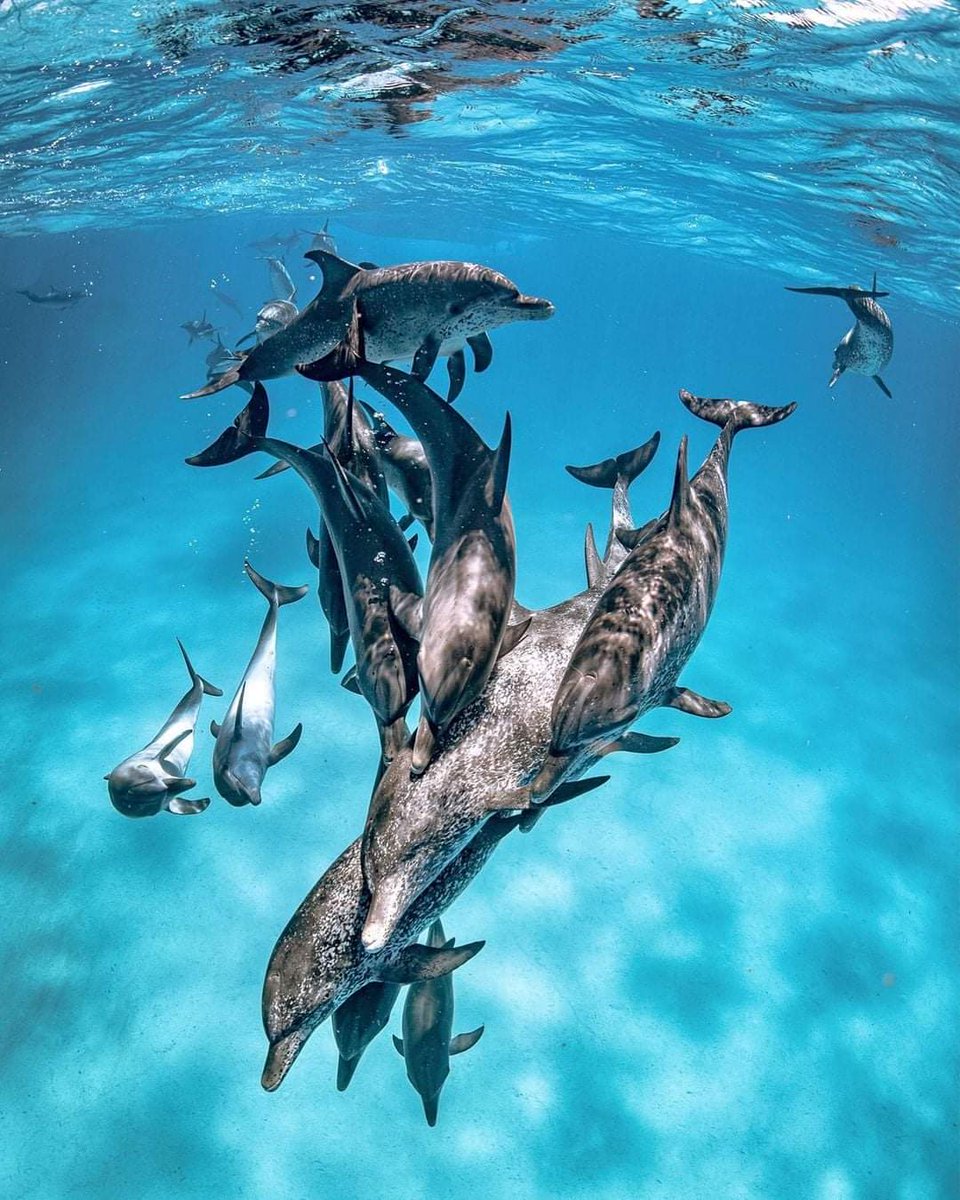 TAIJI JAPAN💙BLUE COVE💙Hunters in formation,skiffs coastguard left.Had to let pod go-species they can't hunt🥰Dolphins have safe passage🐬Pls remember dolphins/whales in sea pens/those captive around the world😔#WOWvTaiji #DolphinProject #CaptivityKills #FreeLolita #FreeKiska