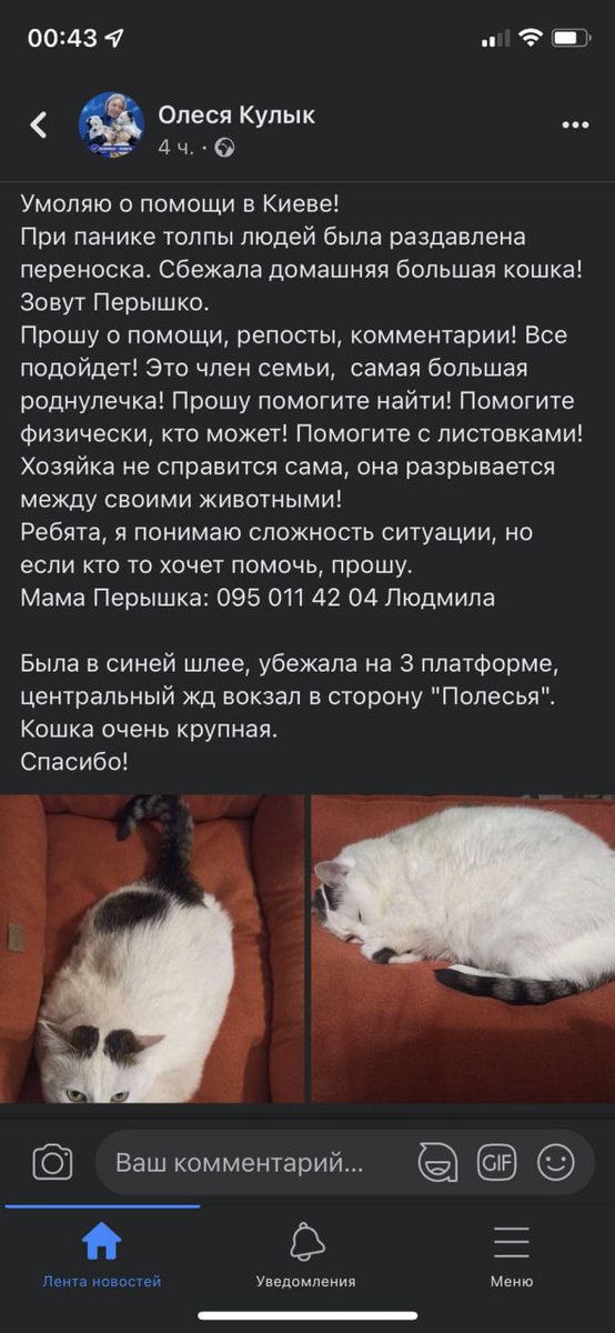 cherrymustdie's tweet photo. ❗КИЇВ❗шукають кицьку, можливо хтось бачив, прошу рт❗ https://t.co/WCdiW6bMP8