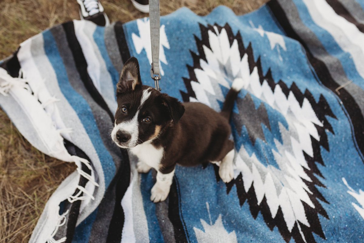 Cobalt officially has more social media accounts than I do! #dogsoftwitter #dogsofinstagram #dogtwittercommunity #twitterdogcommunity