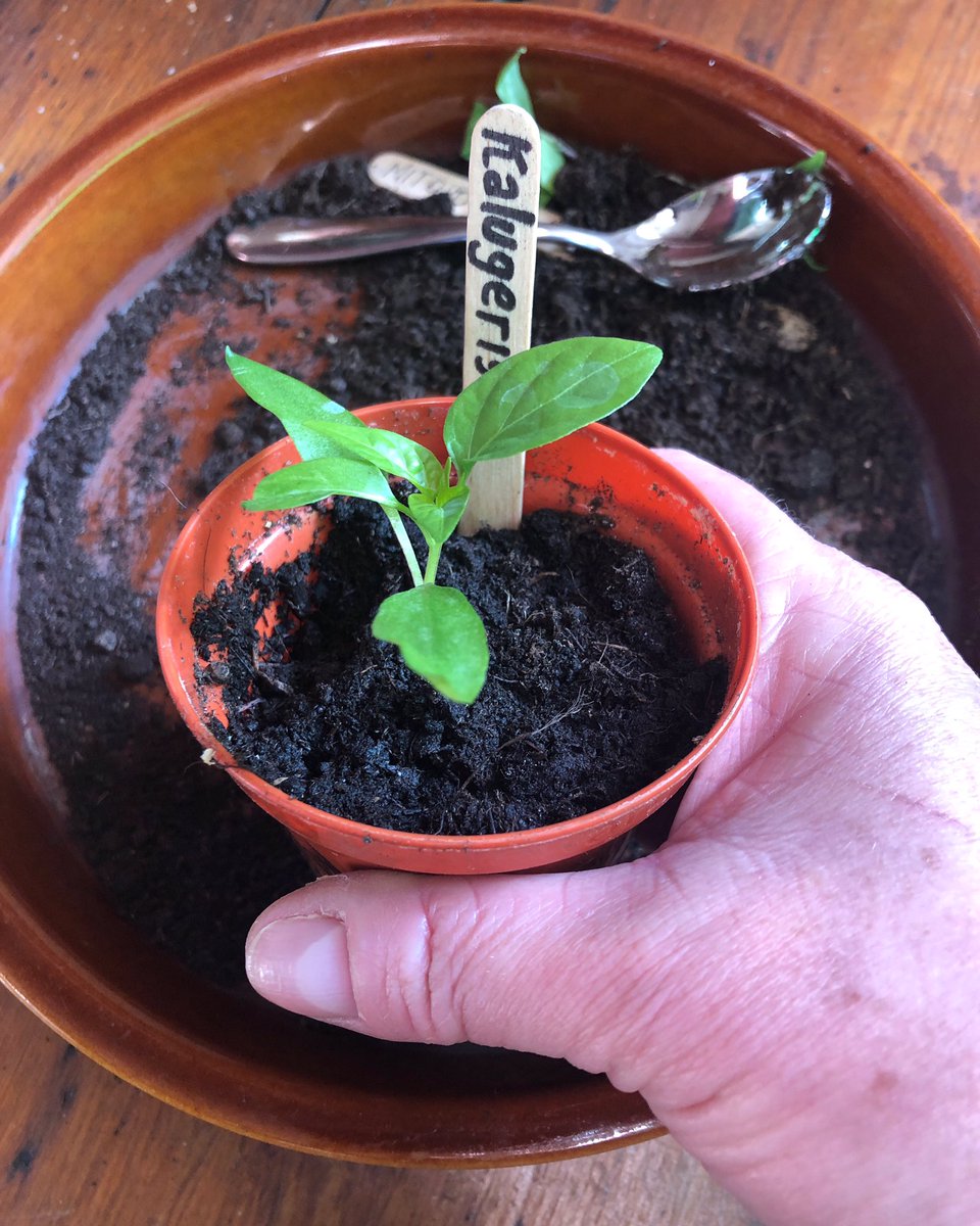 It’s all about repotting another batch of peppers at the moment. 🫑
I have to make room for tomatoes which I still haven’t sown yet.
#2022Goals #SundayMorning #SundayThoughts