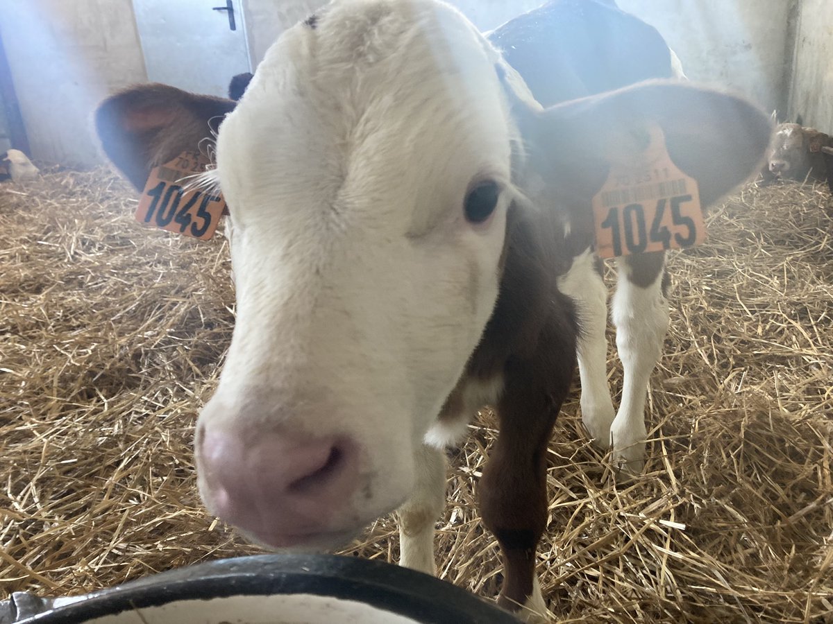 JeremyChevreuil's tweet photo. Prix agricoles, guerre en Ukraine, renouvellement des générations…
Les défis de l’agriculture en BFC au programme de Dimanche en politique.
On s’est installé dans une ferme de Haute Saône.
RV 10h50 en direct @F3Bourgogne @F3FrancheComte @DimPolitique #dimpolbfc https://t.co/bHtAn10KOs