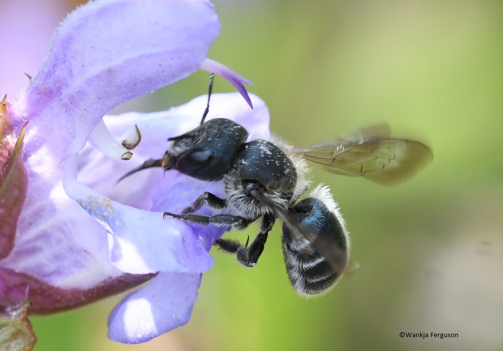 Wankja Ferguson tweet media