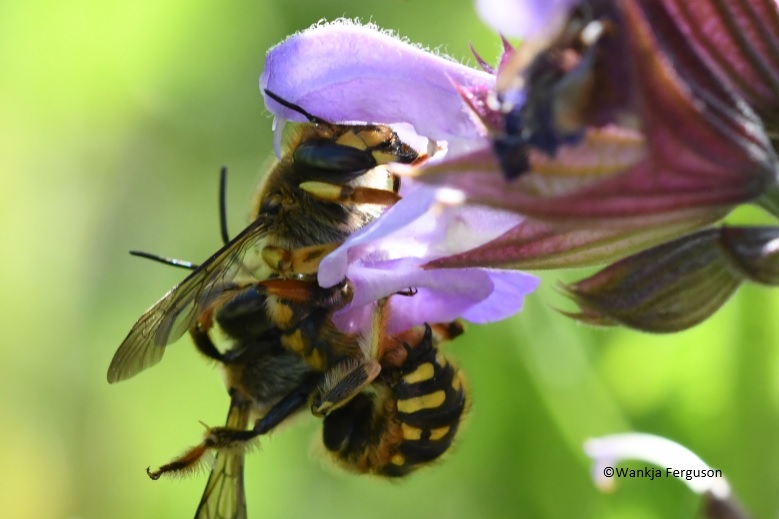 Wankja Ferguson tweet media