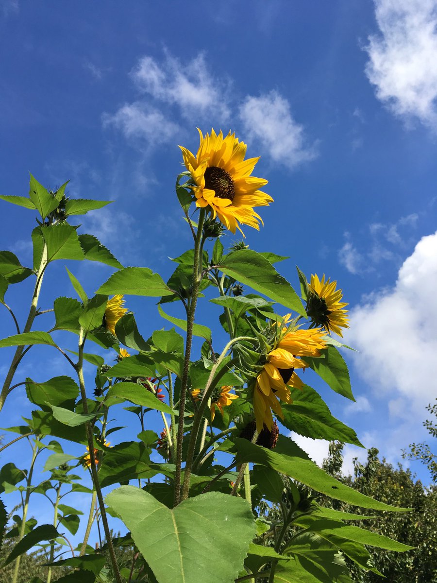 Just heard the #sunflower is the national flower of #Ukraine. Sharing this in support of #Ukrainians. Join in and share yours #SupportUkraine #🇺🇦