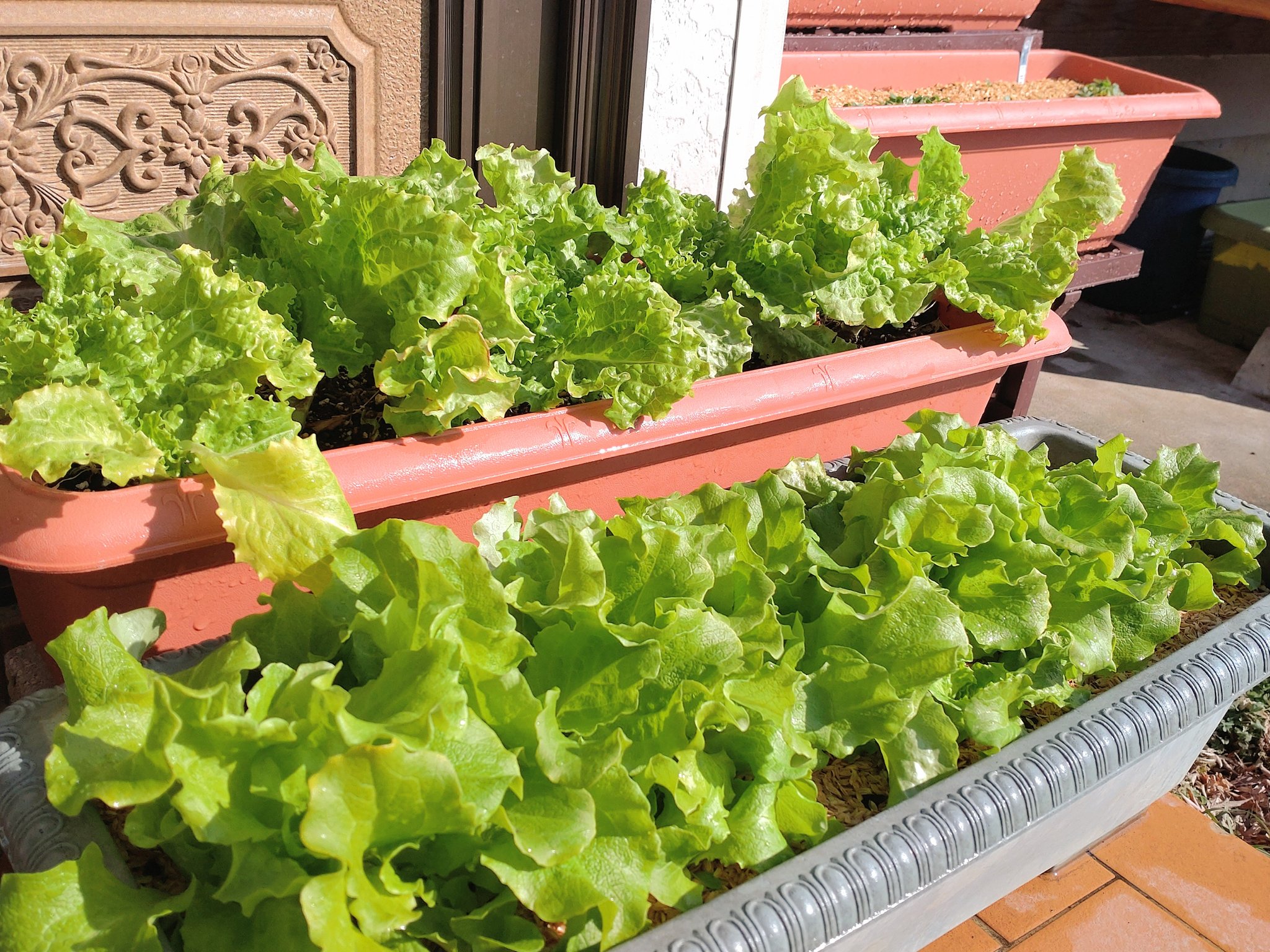 リーフレタス Twitter Search Twitter