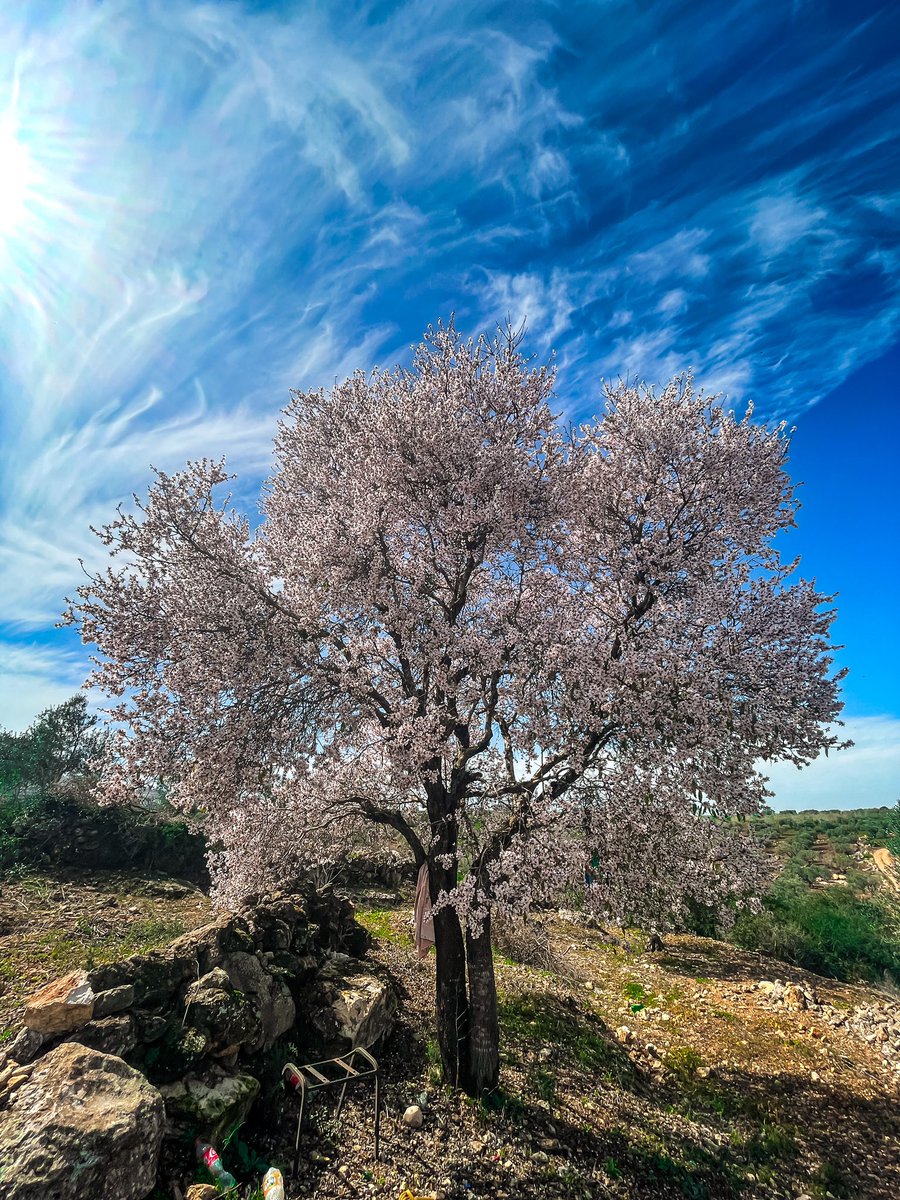 البلاد وزهر اللوز. 🤍