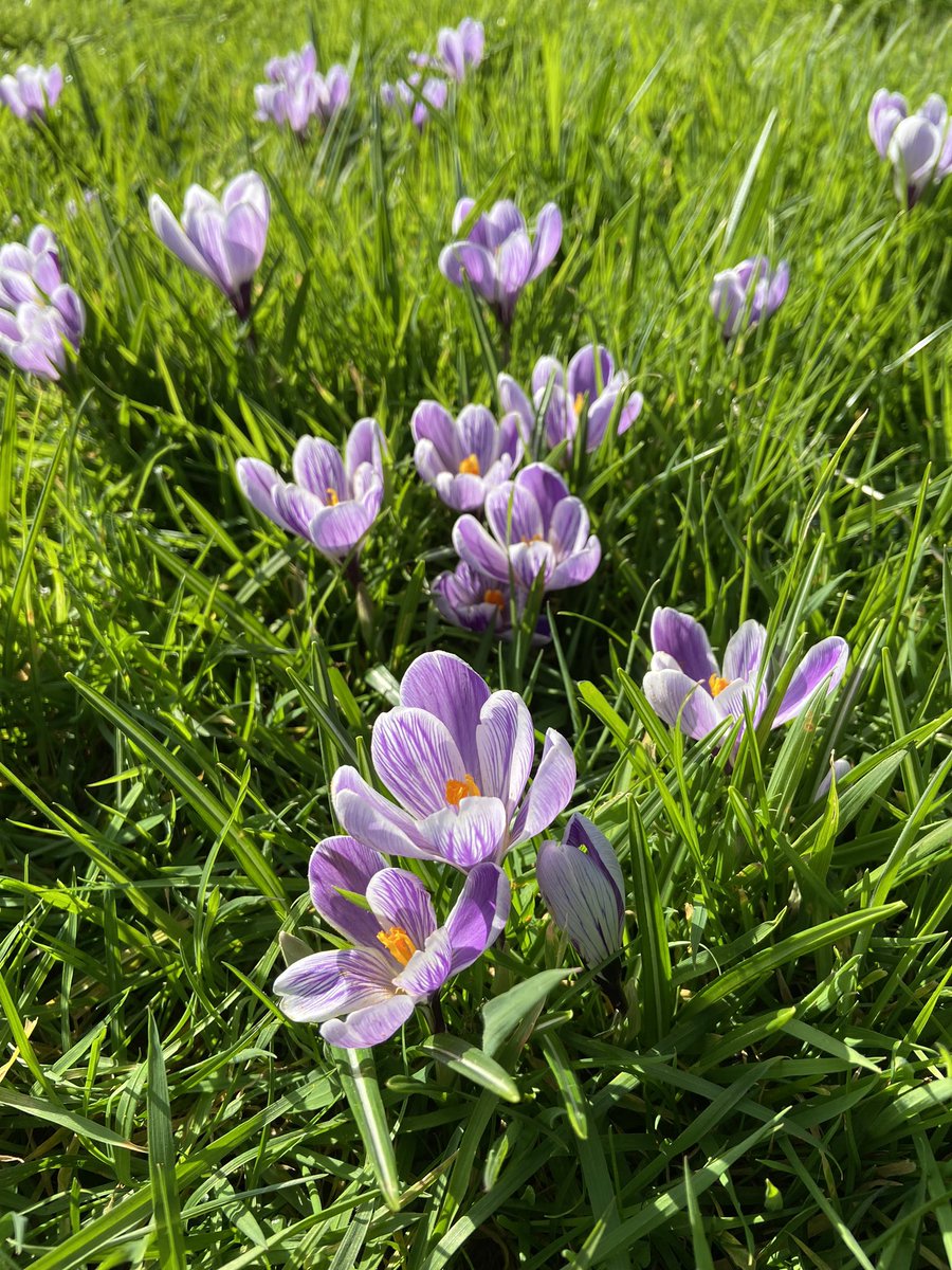 DevonWilds's tweet image. Oh hello spring 👋 

#crocus #devon #devonlife #spring #springiscoming #springflowers #springishere
