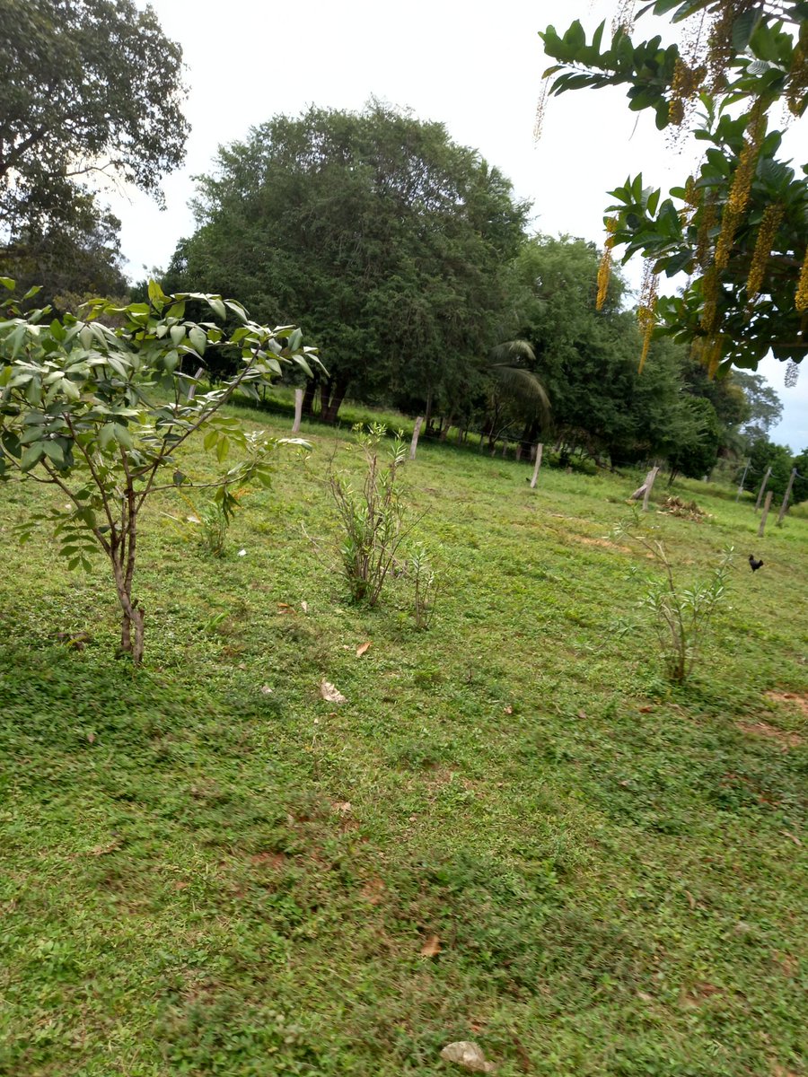 IvaneyGomes's tweet image. Fazenda veredao