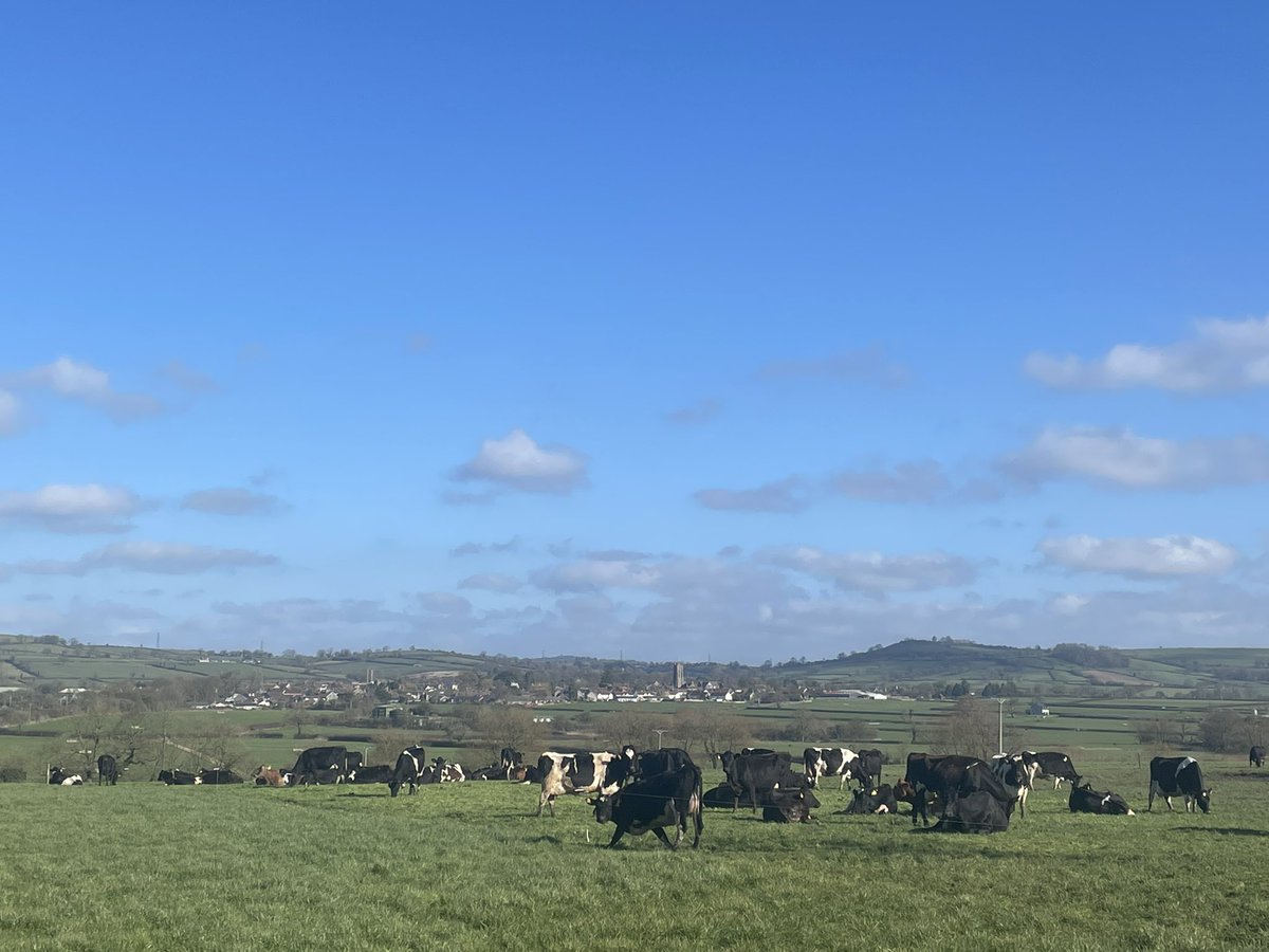 ☀️Beautiful day 🐄 Cows turning grass into milk 🥛 Made it past the halfway stage of calving this weekend 💪 So far so good 👌
