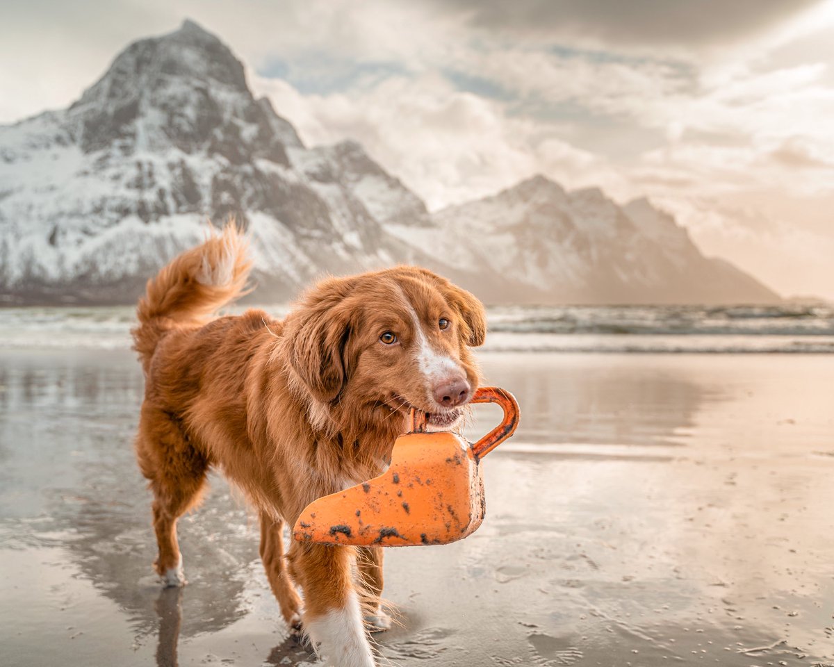 Here’s another photo I took the same day. The beach is Brennviksanden beach (Steigen) in Norway. Our favorite beach. Where’s yours? 🏖 #twitterdogcommunity #dogsoftwitter #dogsontwitter #tollersoftwitter #arctic #northernnorway