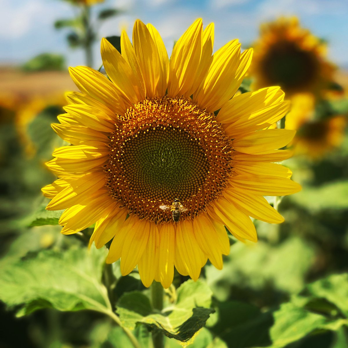 RodriguezNalena's tweet photo. Girasoles por Ukrania 🌻🇺🇦🙏
Es su flor nacional, pásalo 
#SunflowersForUkraine #Ukrania 
#StopWar https://t.co/wfcQhJkbw6