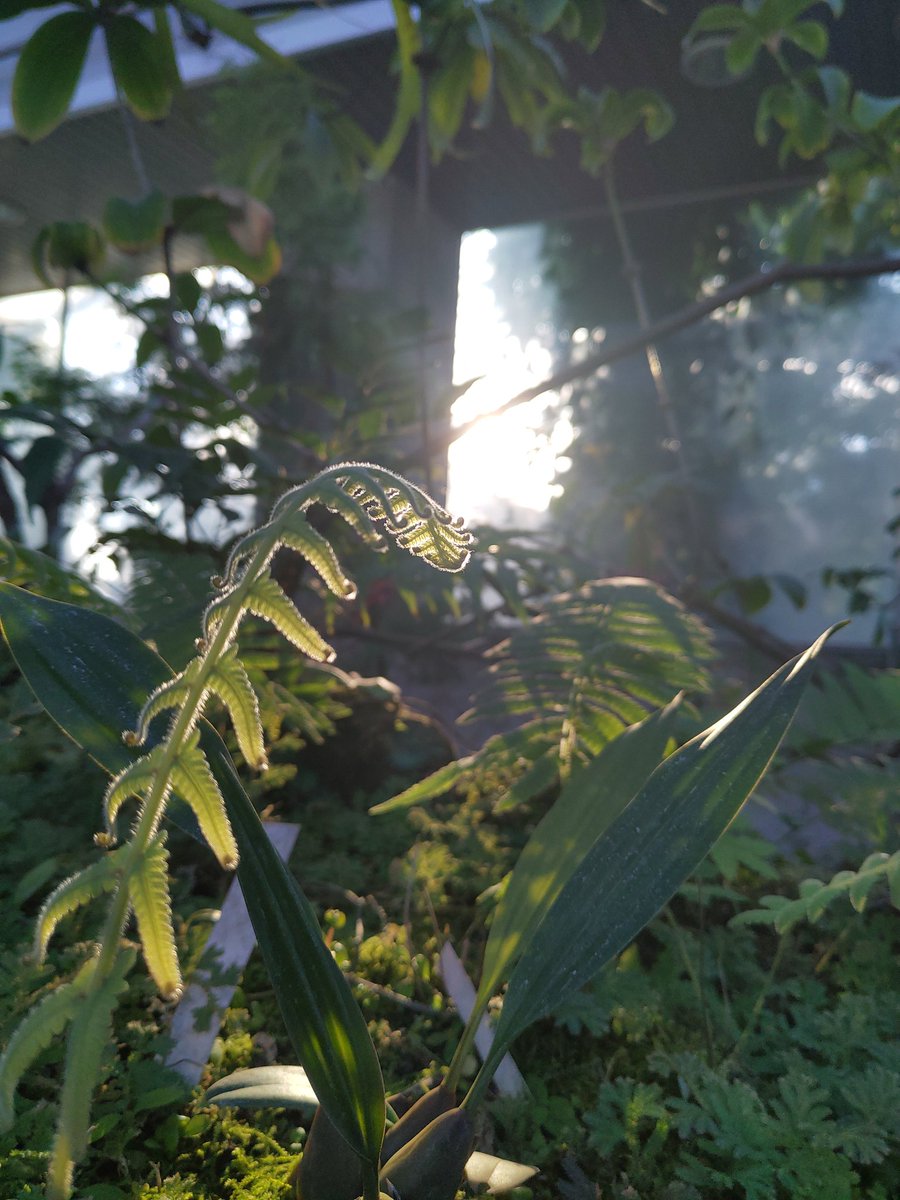 茜さす 夕陽に光る 枝垂れ葉の
憂う先こそ 明日は伸びらむ