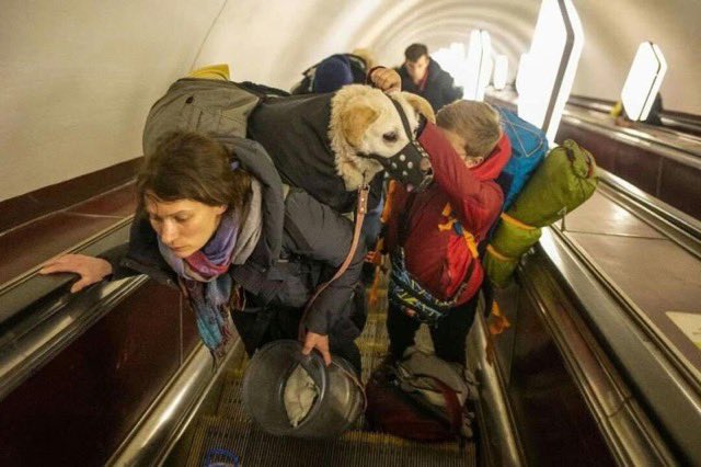 domdyer70's tweet photo. No companion animals left behind. All countries welcoming Ukrainian refugees escaping Putin’s war, must allow their dogs &amp; cats to come too #IStandWithUkriane https://t.co/v5BRKxnMCE