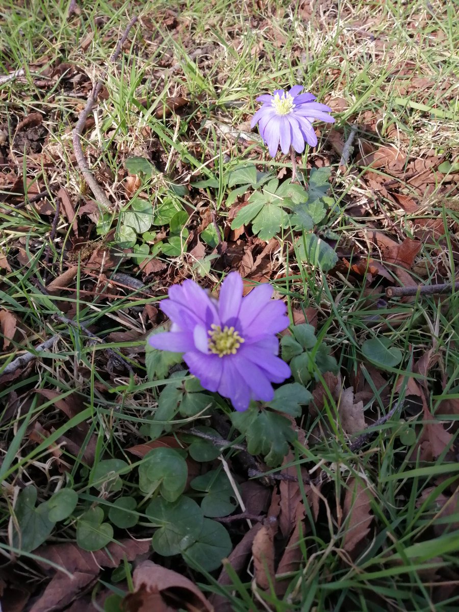 PascaleExeter's tweet photo. Haven't done this for ages, but here's a #FlowerToday on the way... https://t.co/yiwhKhtbZQ