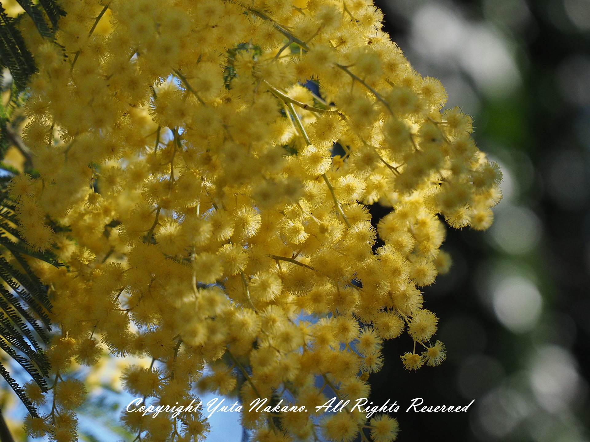 Yuta フランス語初中級おじさん Mimosas Ils Se Sont Epanouis Pres De Ma Maison A La Cote D Azur S Epanouir 咲いている 近所のミモザを撮影 満開ふわっふわのミモザではありませんが 綺麗 花粉症持ちには複雑な気持ち インスタ T Co Yuta フランス語初中級おじさん Mimosas Ils Se Sont Epanouis Pres De Ma Maison A La Cote D Azur S Epanouir 咲いている 近所のミモザを撮影 満開ふわっふわのミモザではありませんが 綺麗 花粉症持ちには複雑な気持ち インスタ T Co