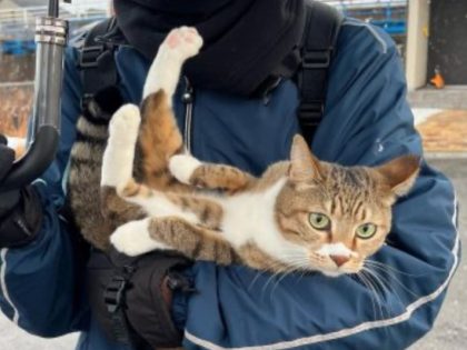 PETomorrow's tweet photo. 雪の降る中、お姫様抱っこで登校しました。 - https://t.co/5q38qglY0s

#猫 https://t.co/AMqOHjuciU