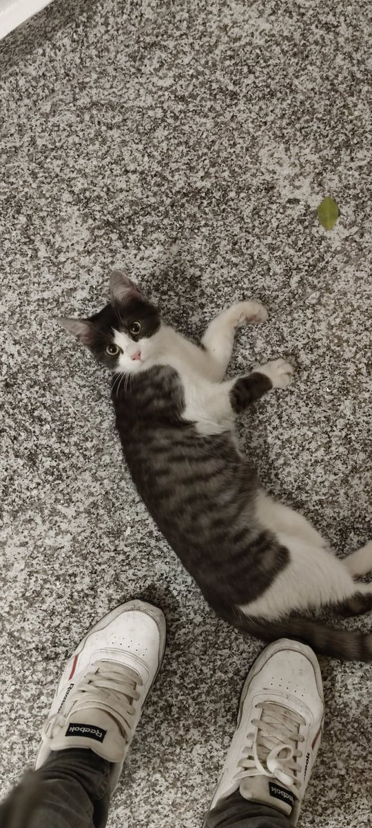 elinformerule_'s tweet image. Se ha encontrado cachorro de gato en la calle los Osorios, al lado del Alimerka