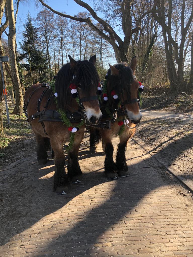 Dit weekend geen traditionele straô gereden op mijn dorp, maar wel een zondag’s rondje twee-span mét traditionele straôversiering! #stalthôgeburgh #immaterieelerfgoed #traditie #burgh #haamstede #streekholder