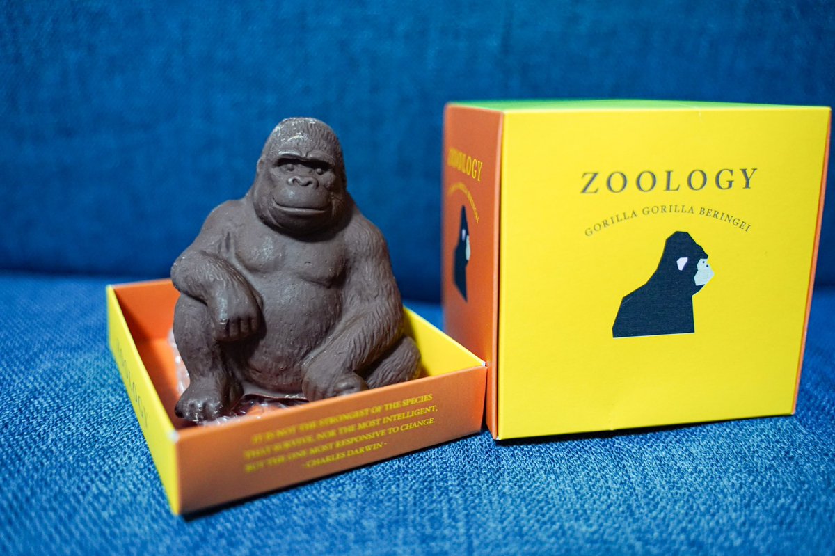 gon_cam_'s tweet photo. そういやバレンタインのチョコをもらいました
#Zoolozy
#ゴリラチョコ https://t.co/L3YNQANlvc