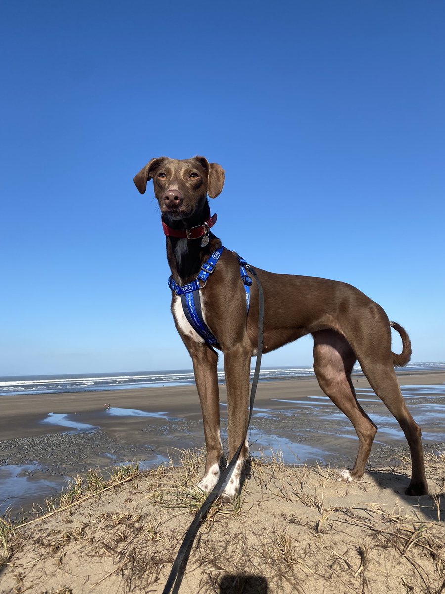 Gorgeous weather on the beach this morning #beachlife #devonlife #lovewhereilive #lurcher #lurcherlife