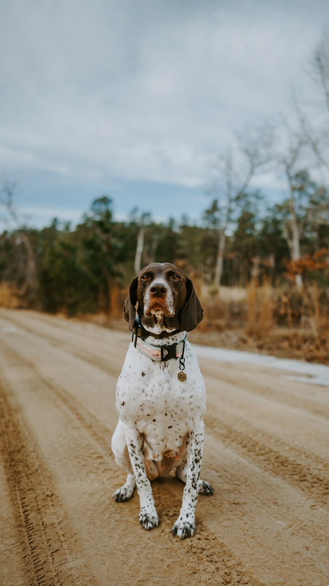 I have been feeling sooo uninspired lately. Seeing more photos on here is helping me get my spark again. #DogTwitter #dogsoftwitter #dogsofinstagram #dogphotography #twitterdogcommunity