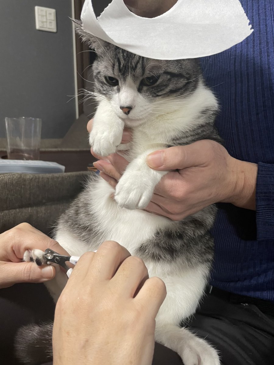 猫の頭にコロコロのシートを乗っけると大人しく爪切りさせてくれるらしい という噂 マジック Togetter