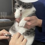 猫の頭にコロコロのシートを乗せると？大人しく爪切りをさせてくれる!