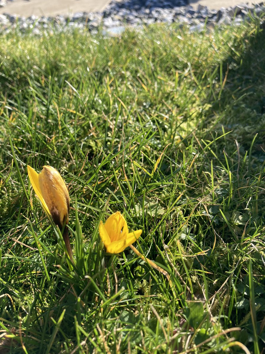 cjston12's tweet photo. First signs of spring 🌸☀️🏴󠁧󠁢󠁳󠁣󠁴󠁿 🥰 https://t.co/jfoOJvjeE6
