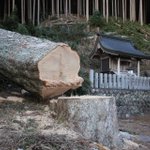 神社のご神木が切り倒された!？その理由が意外なものだった!