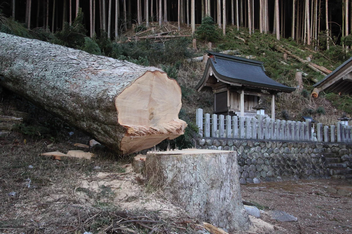 神社のご神木が切り倒された！？その理由が意外なものだった！