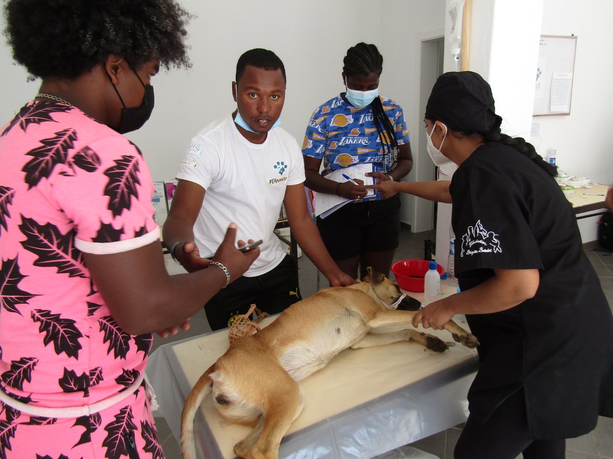 FBB_Officiel's tweet photo. 🇨🇻Cap-Vert
La FBB finance une formation à la capture et à la stérilisation de chiens en collaboration avec les associations WVS, MCCR et @ProjetoBioSal.
Après une rencontre avec la Première dame du Cap-Vert, 1500 #stérilisations sont prévues sur l’île de Sal dans un 1er temps ! https://t.co/MMiEl0ocF9