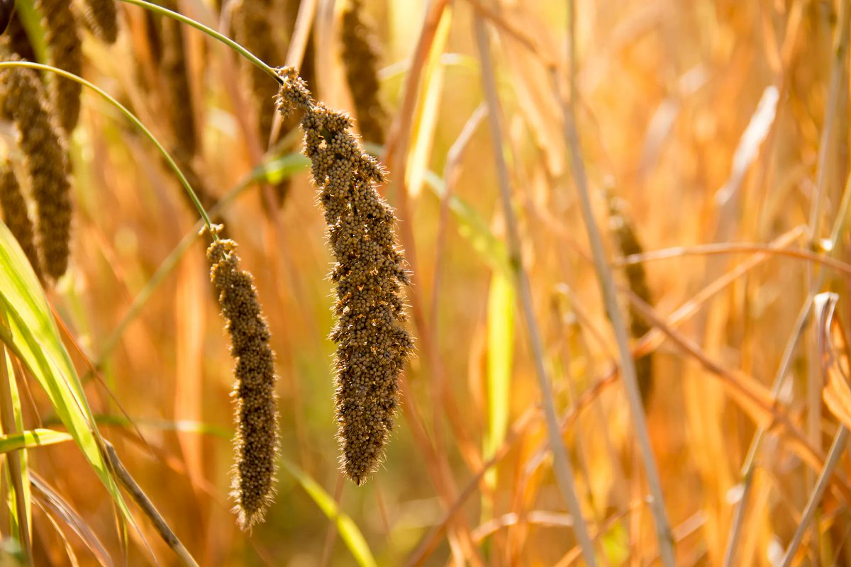 CGIAR (@cgiar) on Twitter photo 🙌 New climate-smart sorghum and millet varieties improve nutrition and incomes of Malian farmers!
➡️ on.cgiar.org/3rfDwhg
#OneCGIAR <a href="/GLDC_CGIAR/">Grain Legumes and Dryland Cereals (GLDC)</a> 🙌 New climate-smart sorghum and millet varieties improve nutrition and incomes of Malian farmers!
➡️ on.cgiar.org/3rfDwhg
#OneCGIAR <a href="/GLDC_CGIAR/">Grain Legumes and Dryland Cereals (GLDC)</a>