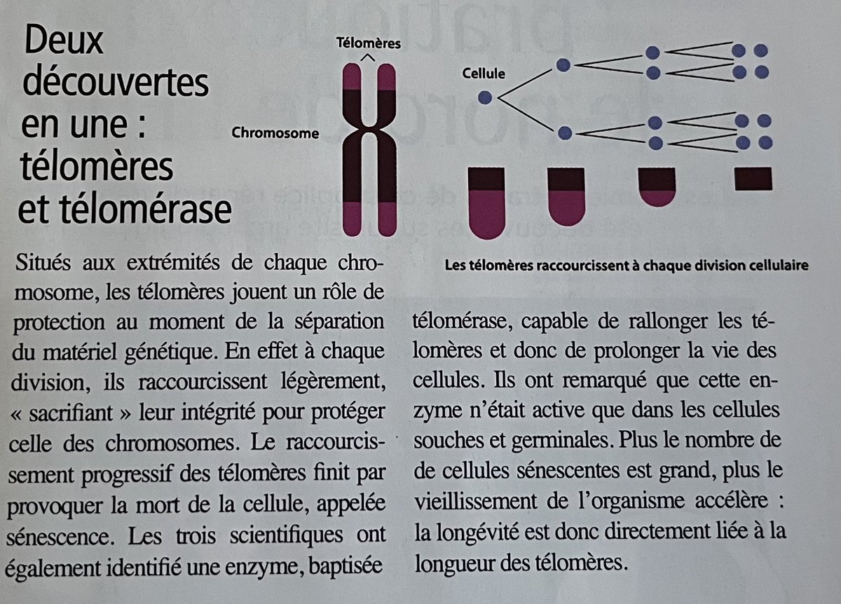 Kristina Araman Saadé tweet media